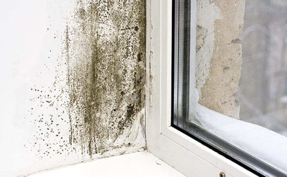 What is Mould and How does it Come About?